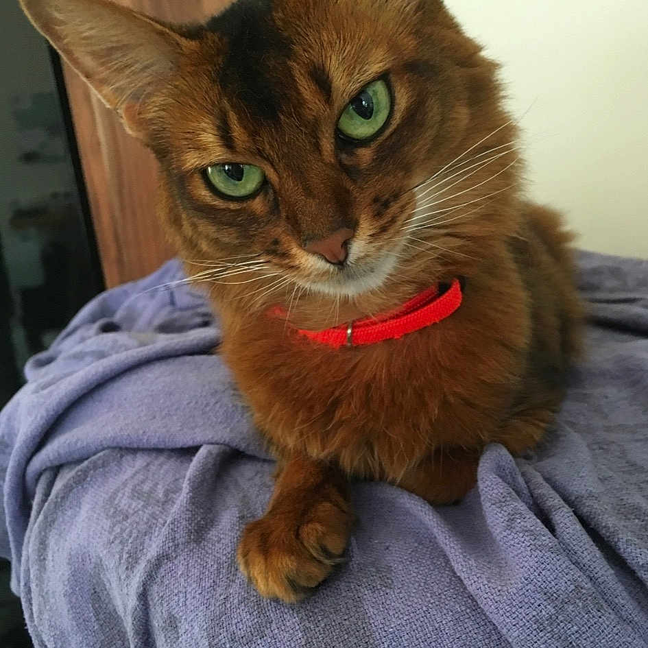 Jessie