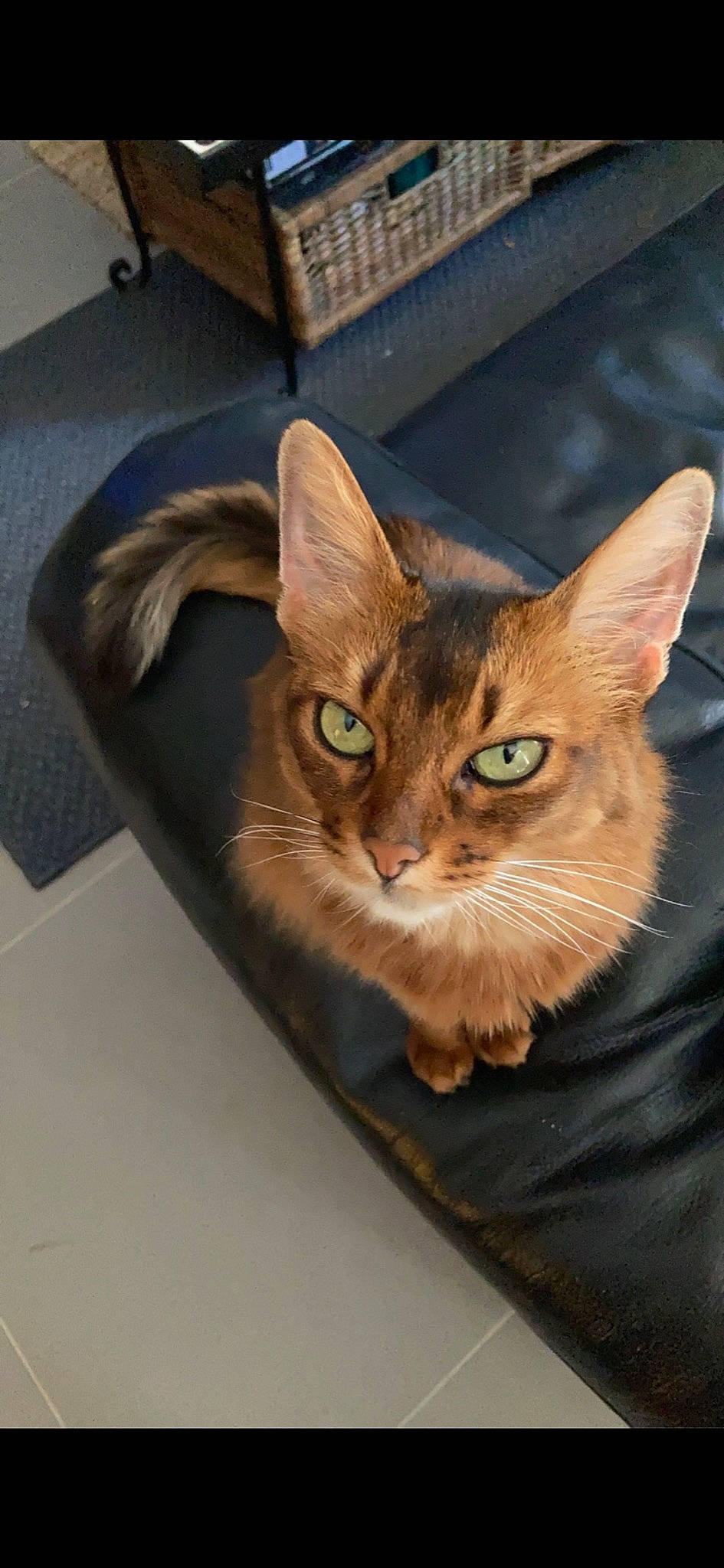 Jessie a rejoint le concours — aidez-le/la à gagner de superbes lots ! box, carnivore, cat, cat_supply, cat_toy, computer_keyboard, domestic_short_haired_cat, fawn, felidae, fur, office_supplies, pet_supply, room, small_to_medium_sized_cats, snout, tail, whiskers, wood