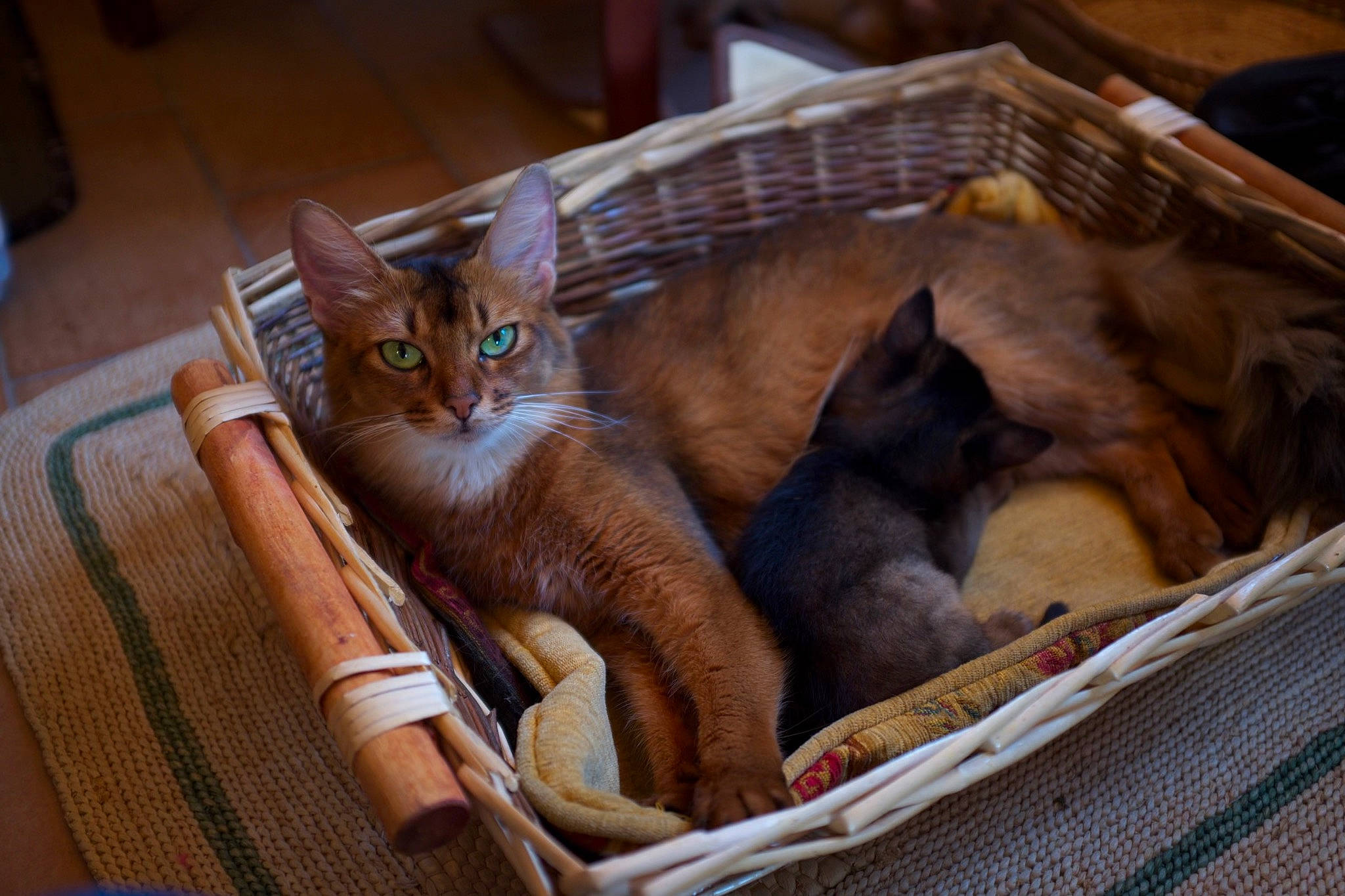 Jessie a rejoint le concours — aidez-le/la à gagner de superbes lots ! animal_shelter, basket, box, carnivore, cat, cat_supply, comfort, domestic_short_haired_cat, fawn, felidae, fur, paw, small_to_medium_sized_cats, thai, tonkinese, whiskers, wood