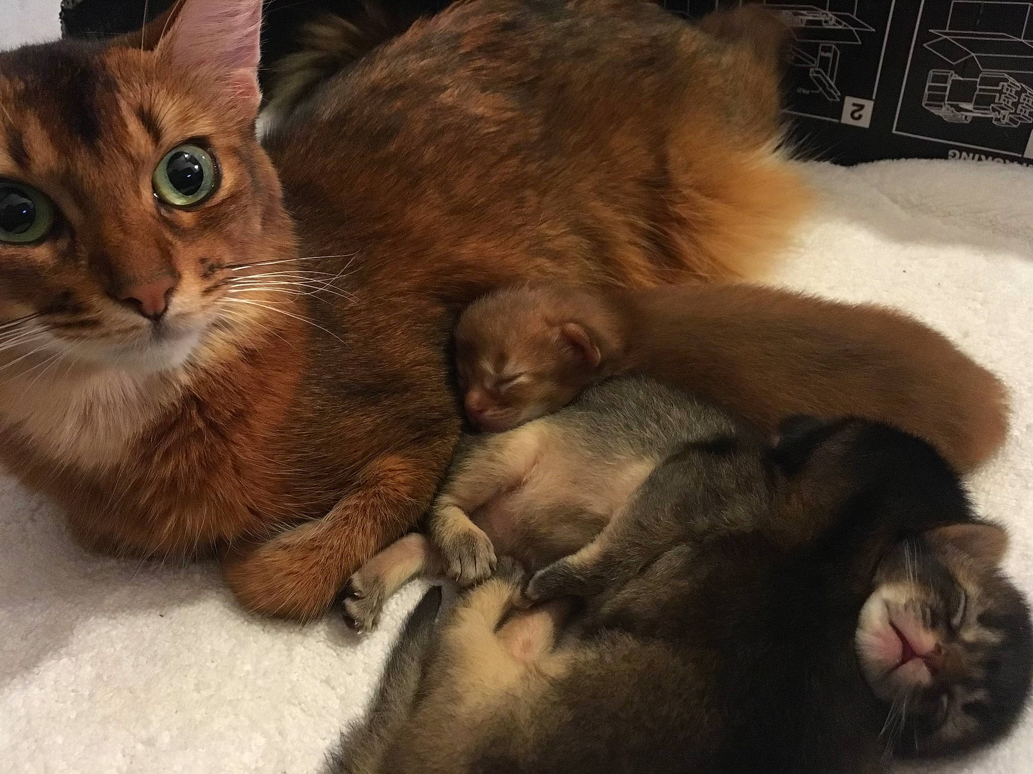 Jessie participe au concours pour gagner de l'argent avec cette photo : carnivore, cat, claw, comfort, domestic_short_haired_cat, fawn, felidae, fur, liver, paw, photo_caption, small_to_medium_sized_cats, snout, tail, terrestrial_animal, whiskers, wildlife