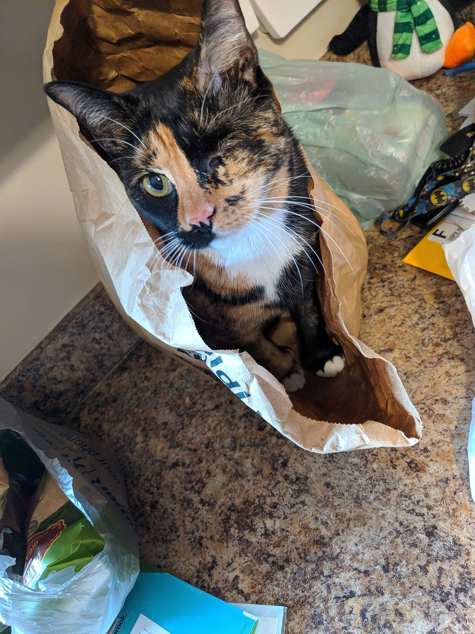 Leela is registered to the contest to win money with this photo: carnivore, cat, domestic_short_haired_cat, european_shorthair, felidae, kitten, small_to_medium_sized_cats, tabby_cat, whiskers