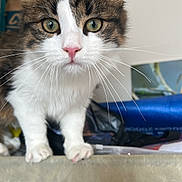 Pùma participe au concours pour gagner de l'argent avec cette photo : cat, tabby, white_fur, green_eyes, pink_nose, whiskers, close_up, curious, indoor, pet, feline, soft_fur, portrait, animal, looking_at_camera, front_paws, focused, domestic_cat, cute, fluffy