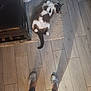 cat, tuxedo_cat, rug, wooden_floor, chair, indoor, pet, animal, relaxed, belly_up, feet, shoes, tattoo, shadow, flooring, curious, cozy, black_chair, white_fur, gray_fur