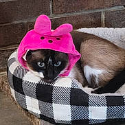 Sambo joined the competition — help win amazing prizes! cat, siamese_cat, pet_bed, pink_hat, cozy, blue_eyes, brick_wall, indoor, animal, cute, resting, feline, sleepy, plush, domestic_cat, hat, pet, mammal, pattern, comfort