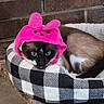 cat, siamese_cat, pet_bed, pink_hat, cozy, blue_eyes, brick_wall, indoor, animal, cute, resting, feline, sleepy, plush, domestic_cat, hat, pet, mammal, pattern, comfort