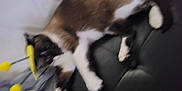 Sambo joined the competition — help win amazing prizes! cat, brown, white, pet, animal, lying_down, cushion, black, headband, yellow, antennae, indoor, fur, paws, relaxed, playful, toy, blurred, soft, cozy