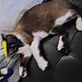 cat, brown, white, pet, animal, lying_down, cushion, black, headband, yellow, antennae, indoor, fur, paws, relaxed, playful, toy, blurred, soft, cozy