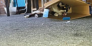 Sambo is registered to the contest to win money with this photo: animal, cardboard_box, carpet, cat, chair, cozy, cute, domestic, feline, floor, fur, household, indoor, licking, paw, pet, playful, relaxed, resting, whiskers