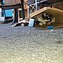 animal, cardboard_box, carpet, cat, chair, cozy, cute, domestic, feline, floor, fur, household, indoor, licking, paw, pet, playful, relaxed, resting, whiskers