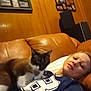 woman, cat, indoor, couch, leather, wood_paneling, framed_photos, relaxed, casual, pet, animal, feline, home, comfort, resting, portrait, brown, white, blue_clothing, sports_jersey