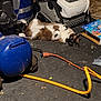 cat, animal, brown, white, fur, floor, garage, tools, extension_cord, orange, blue, box, machine, relaxed, lying_down, indoor, clutter, pet, curious, whiskers