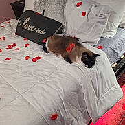 Sambo joined the competition — help win amazing prizes! bed, bedroom, blanket, cat, cozy, decor, furniture, home, indoor, love_pillow, nightstand, pillows, red_petals, relaxation, resting_cat, rose_petals, siamese_cat, sleeping_cat, soft_lighting, white_bedding