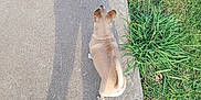 Girlfriend is registered to the contest to win money with this photo: animal, bare_feet, daytime, dog, foot, grass, ground, leaf, nature, outdoor, pavement, pet, shadow, shadow_cast, sidewalk, small_dog, summer, sunlight, tan_dog, walking