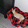 Girlfriend joined the competition — help win amazing prizes! dog, blanket, red, black, checkered, floor, tile_floor, wooden_cabinet, indoor, pet, small_dog, tan_dog, lying_down, ears_up, alert, fur, home, cozy, resting, animal