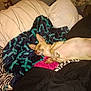 Girlfriend is registered to the contest to win money with this photo: dog, bed, blanket, pillow, zebra_stripe, pattern, fur, pet, resting, indoor, comfort, sleepy, tan_dog, small_dog, cozy, animal, canine, relax, paw, ears
