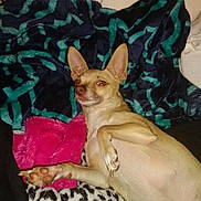 Girlfriend is registered to the contest to win money with this photo: dog, tan_dog, small_dog, lying_down, blanket, fleece_blanket, patterned_blanket, cozy, indoor, pet, paw, ears, fur, resting, cute, animal, companion, relaxed, home, comfort