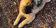 Malo a rejoint le concours — aidez-le/la à gagner de superbes lots ! puppy, dog, outdoor, rocks, pebbles, fur, curious, sunlight, shoes, sneakers, soft, animal, pet, laying_down, closeup, nature, daylight, ground, looking_up, cute