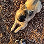 puppy, dog, outdoor, rocks, pebbles, fur, curious, sunlight, shoes, sneakers, soft, animal, pet, laying_down, closeup, nature, daylight, ground, looking_up, cute