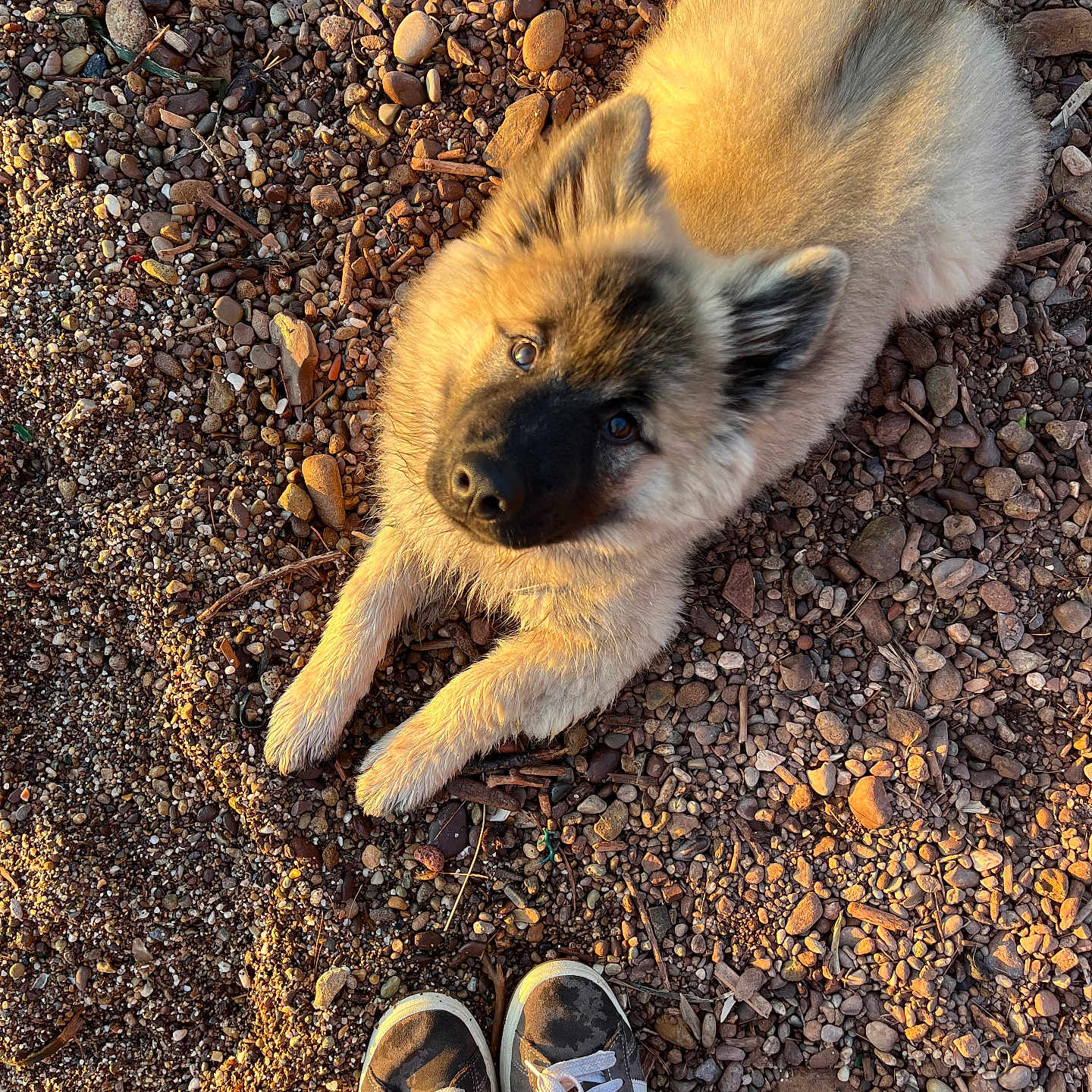 Malo a rejoint le concours — aidez-le/la à gagner de superbes lots ! animal, closeup, curious, cute, daylight, dog, fur, ground, laying_down, looking_up, nature, outdoor, pebbles, pet, puppy, rocks, shoes, sneakers, soft, sunlight