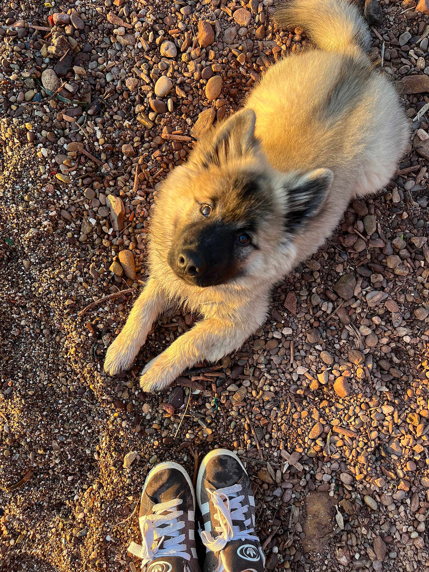 Malo a rejoint le concours — aidez-le/la à gagner de superbes lots ! puppy, dog, outdoor, rocks, pebbles, fur, curious, sunlight, shoes, sneakers, soft, animal, pet, laying_down, closeup, nature, daylight, ground, looking_up, cute