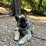 Malo a rejoint le concours — aidez-le/la à gagner de superbes lots ! puppy, dog, forest, nature, outdoor, animal, young, fur, leaves, rocks, tree, ground, sunlight, canine, pet, cute, relaxed, harness, daylight, wildlife