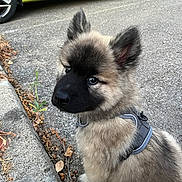 Malo a rejoint le concours — aidez-le/la à gagner de superbes lots ! puppy, dog, fluffy, black_mask, harness, sitting, pavement, curb, car, green_car, ears, outdoor, young_dog, pet, animal, street, sidewalk, closeup, cute, alert