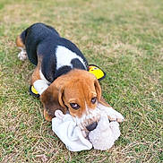 Atchoum participe au concours pour gagner de l'argent avec cette photo : beagle, puppy, dog, grass, toy, plush_toy, outdoor, pet, animal, cute, playing, lying_down, brown, white, black, ears, snout, paws, young, nature