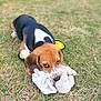 beagle, puppy, dog, grass, toy, plush_toy, outdoor, pet, animal, cute, playing, lying_down, brown, white, black, ears, snout, paws, young, nature