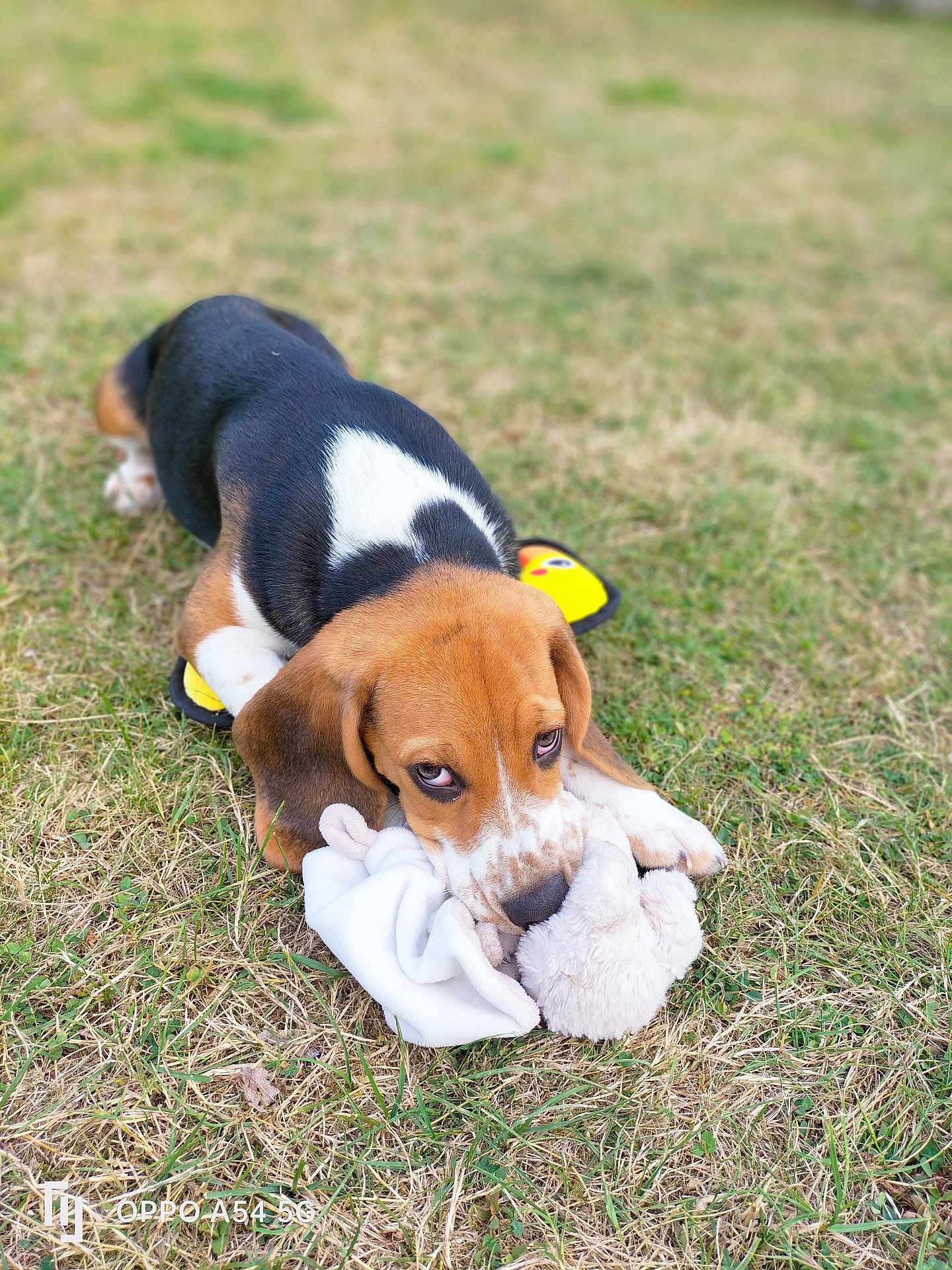 Atchoum participe au concours pour gagner de l'argent avec cette photo : beagle, puppy, dog, grass, toy, plush_toy, outdoor, pet, animal, cute, playing, lying_down, brown, white, black, ears, snout, paws, young, nature