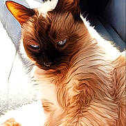 Chanel a rejoint le concours — aidez-le/la à gagner de superbes lots ! cat, siamese, fluffy, fur, animal, pet, relaxed, sunlight, closeup, portrait, whiskers, ears, blue_eyes, indoor, cozy, resting, feline, soft_light, texture, cute