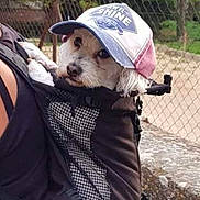 Dolce participe au concours pour gagner de l'argent avec cette photo : adventure, dog, dog_breed, dog_like_mammal, photo_caption, snout
