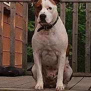 Ragnar is registered to the contest to win money with this photo: dog, pet, animal, outdoor, porch, wooden, railing, greenery, collar, sitting, brown, white, spot, loyal, companion, canine, nature, quiet, guard, calm