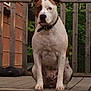 dog, pet, animal, outdoor, porch, wooden, railing, greenery, collar, sitting, brown, white, spot, loyal, companion, canine, nature, quiet, guard, calm