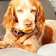Miss a rejoint le concours — aidez-le/la à gagner de superbes lots ! dog, spaniel, pet, sleepy, relaxed, lying_down, bed, indoors, golden_brown, floppy_ears, long_fur, closed_eyes, yellow_snack, holding_object, muzzle, paws, couch, cozy, portrait, funny