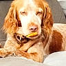 dog, spaniel, pet, sleepy, relaxed, lying_down, bed, indoors, golden_brown, floppy_ears, long_fur, closed_eyes, yellow_snack, holding_object, muzzle, paws, couch, cozy, portrait, funny