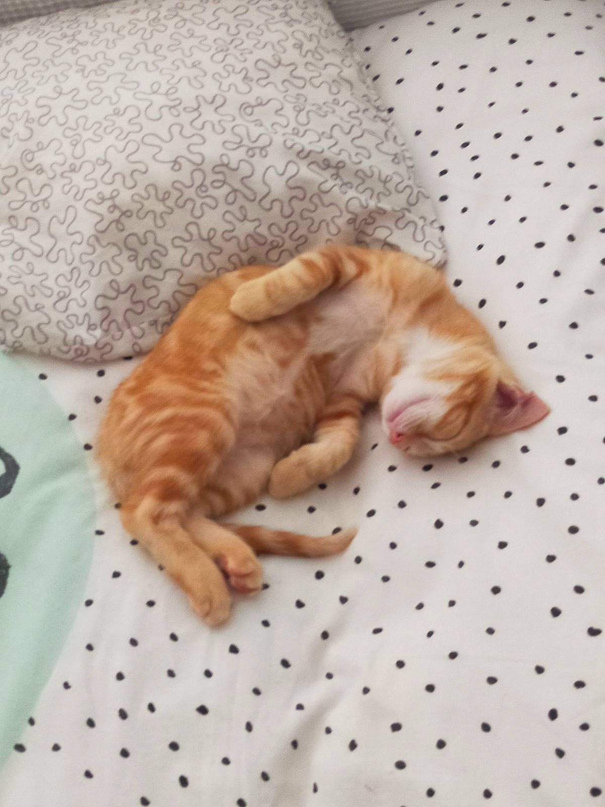 Unoka participe au concours pour gagner de l'argent avec cette photo : canidae, carnivore, cat, claw, comfort, domestic_short_haired_cat, felidae, flooring, fur, hardwood, human_leg, linens, nap, pattern, paw, small_to_medium_sized_cats, tail, terrestrial_animal, whiskers, wood