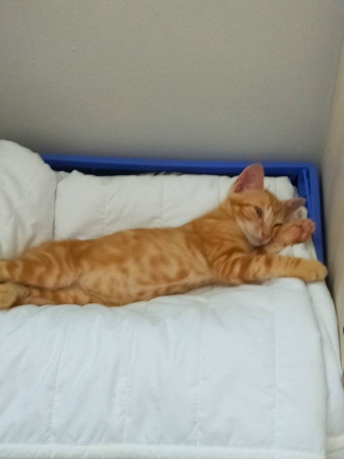 Unoka a rejoint le concours — aidez-le/la à gagner de superbes lots ! bed, bedding, carnivore, cat, cat_bed, cat_supply, comfort, domestic_short_haired_cat, fawn, felidae, fur, hardwood, linens, mammal, room, small_to_medium_sized_cats, tail, vertebrate, whiskers, wood