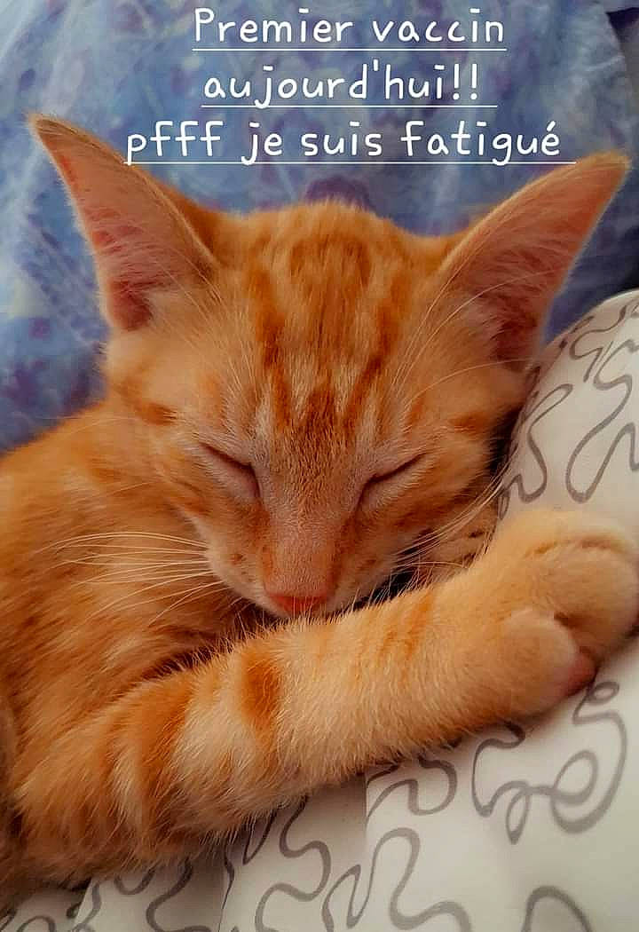 Unoka participe au concours pour gagner de l'argent avec cette photo : carnivore, cat, cat_supply, claw, comfort, domestic_short_haired_cat, ear, fawn, felidae, font, fur, orange, paw, pet_supply, photo_caption, small_to_medium_sized_cats, snout, tail, whiskers, wood