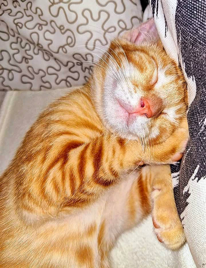 Unoka a rejoint le concours — aidez-le/la à gagner de superbes lots ! carnivore, cat, cat_bed, claw, comfort, domestic_short_haired_cat, fawn, felidae, foot, fur, nap, paw, peach, sleep, small_to_medium_sized_cats, snout, tail, terrestrial_animal, whiskers, wood