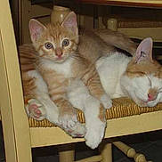 Noisette et Karamel participe au concours pour gagner de l'argent avec cette photo :