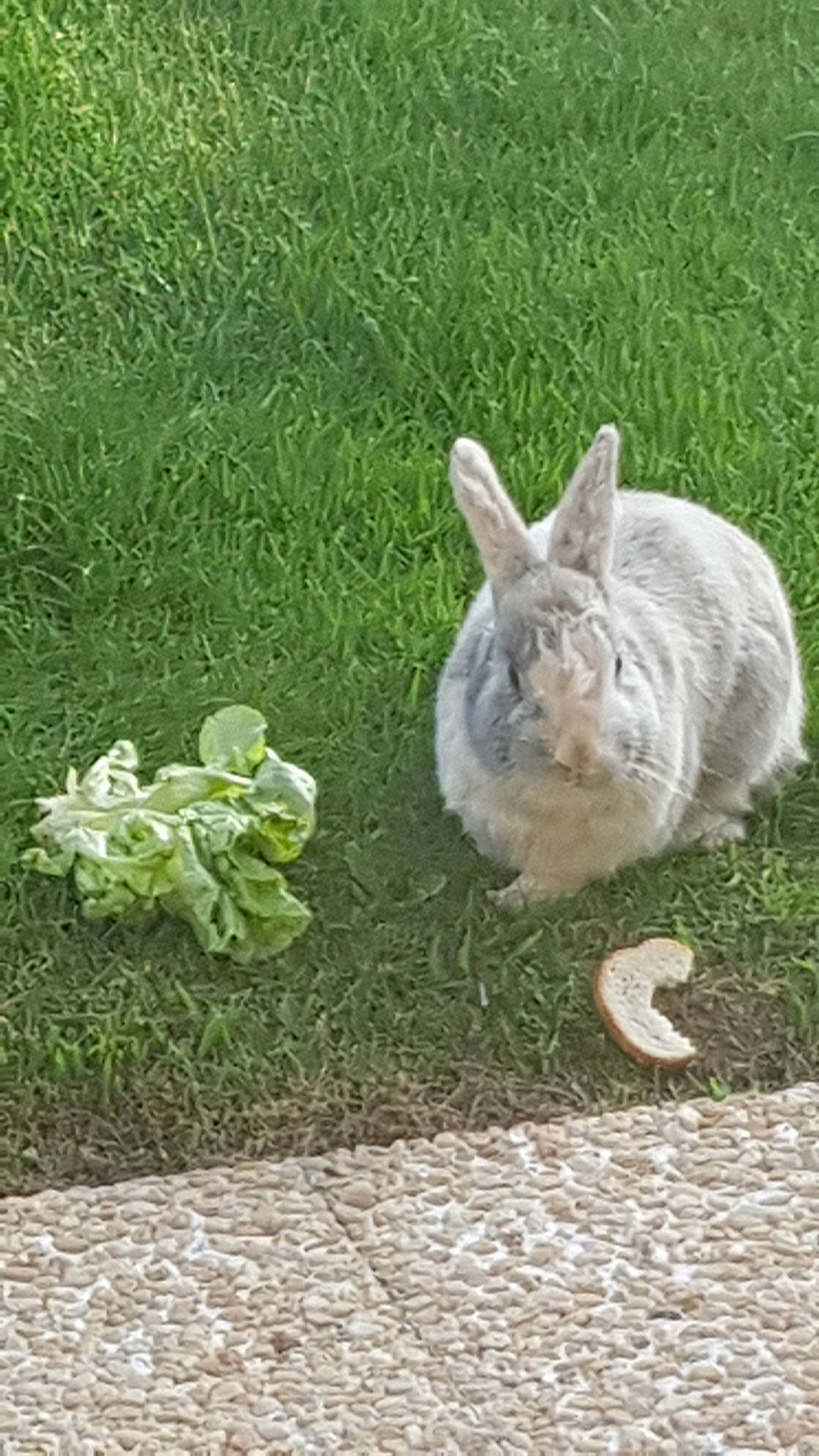 Pampan a rejoint le concours — aidez-le/la à gagner de superbes lots ! domestic_rabbit, eastern_cottontail, grass, hare, lawn, mountain_cottontail, plant, rabbit, rabbits_and_hares, snowshoe_hare, tail, wood_rabbit