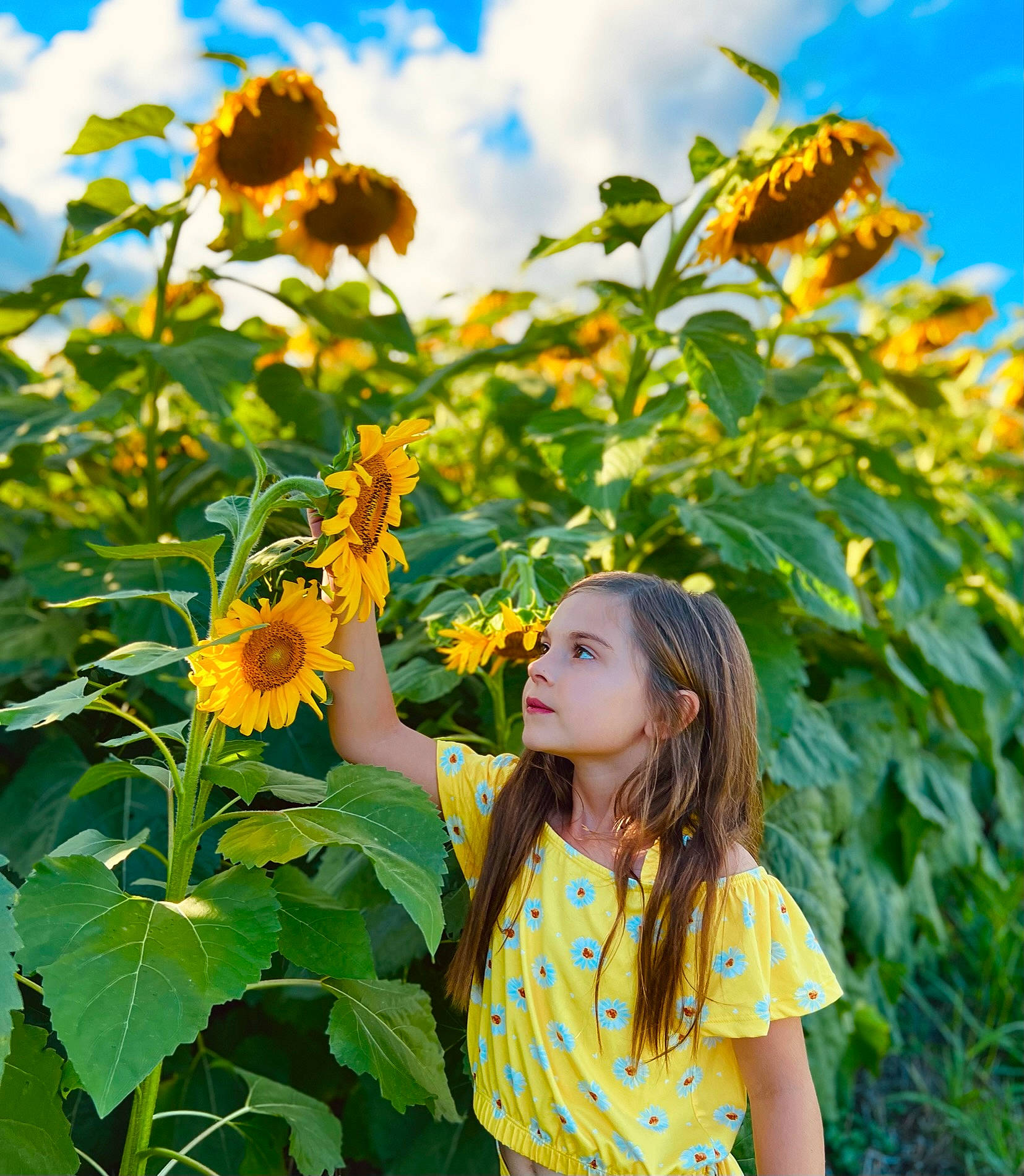 Kaelynn is registered to the contest to win money with this photo: annual_plant, blue, botany, cloud, flower, flowering_plant, grass, happy, leaf, light, long_hair, nature, people_in_nature, person, petal, plant, sky, sleeve, summer, sunflower