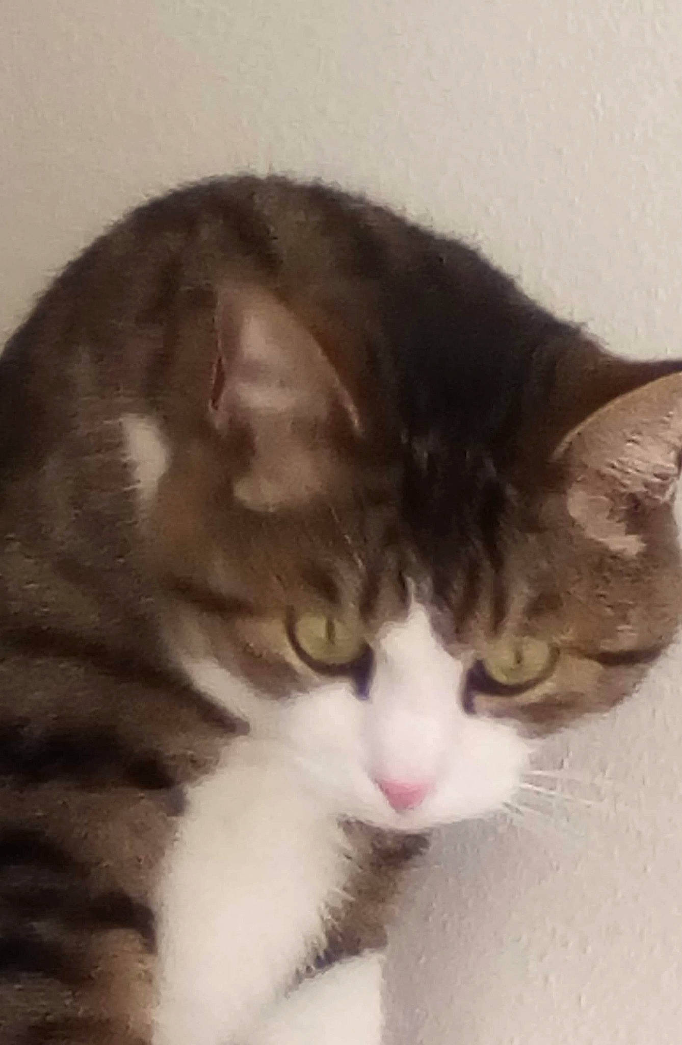 Chaton a rejoint le concours — aidez-le/la à gagner de superbes lots ! carnivore, cat, comfort, domestic_short_haired_cat, ear, felidae, fur, paw, small_to_medium_sized_cats, snout, tail, terrestrial_animal, whiskers, window