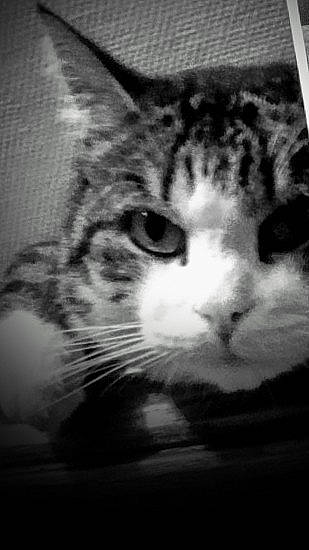 Chaton participe au concours pour gagner de l'argent avec cette photo : black_and_white, carnivore, cat, comfort, darkness, domestic_short_haired_cat, felidae, fur, monochrome, monochrome_photography, small_to_medium_sized_cats, snout, style, terrestrial_animal, whiskers, window