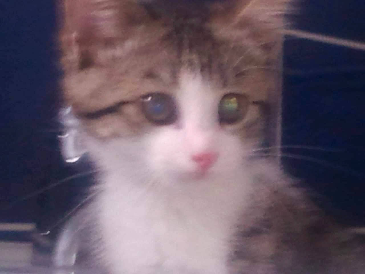 Chaton a rejoint le concours — aidez-le/la à gagner de superbes lots ! carnivore, cat, domestic_short_haired_cat, felidae, fur, iris, small_to_medium_sized_cats, terrestrial_animal, whiskers