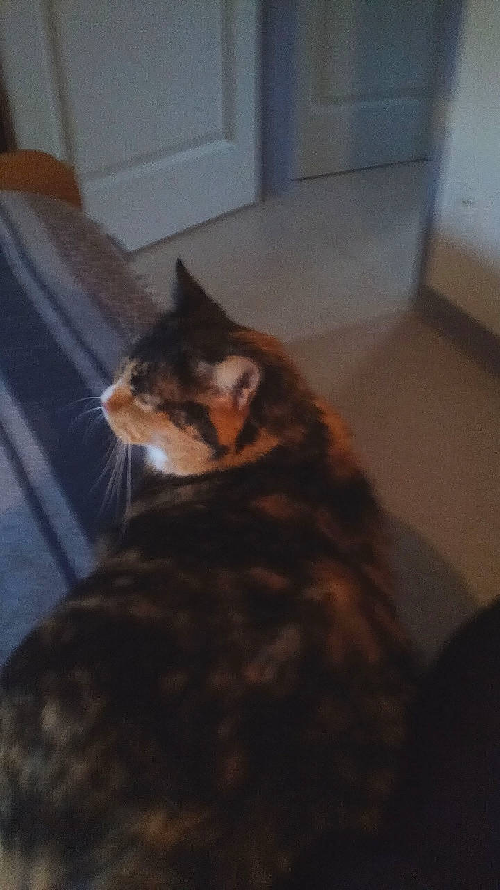 Pupuce a rejoint le concours — aidez-le/la à gagner de superbes lots ! brown, carnivore, cat, domestic_short_haired_cat, felidae, flooring, fur, hardwood, room, small_to_medium_sized_cats, snout, tail, terrestrial_animal, whiskers, wood