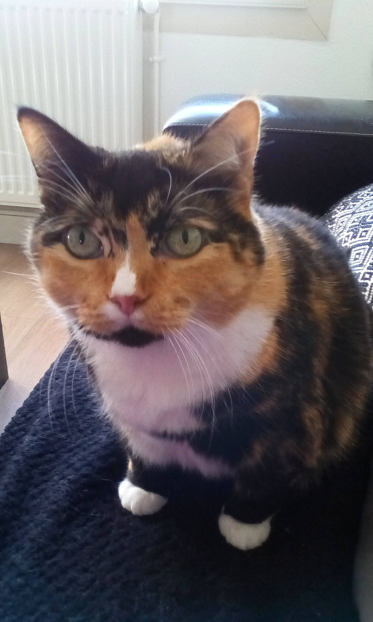 Pupuce participe au concours pour gagner de l'argent avec cette photo : box, carnivore, cat, domestic_short_haired_cat, door, eye, felidae, fixture, fur, mammal, paw, small_to_medium_sized_cats, snout, tail, tree, whiskers, window