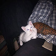 Monna Lissa joined the competition — help win amazing prizes! animal, arm, casual, cozy, cute, domestic_cat, feline, fur, hand, indoor, kitten, person, pet, plaid_shirt, relaxing, resting, small_animal, tattoo, white_cat, young_cat
