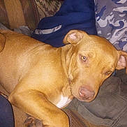 Monna Lissa is registered to the contest to win money with this photo: dog, brown_dog, couch, blanket, indoor, pet, relaxed, sleepy, fur, ears, nose, paw, resting, comfort, closeup, animal, mammal, domestic_animal, laying, canine