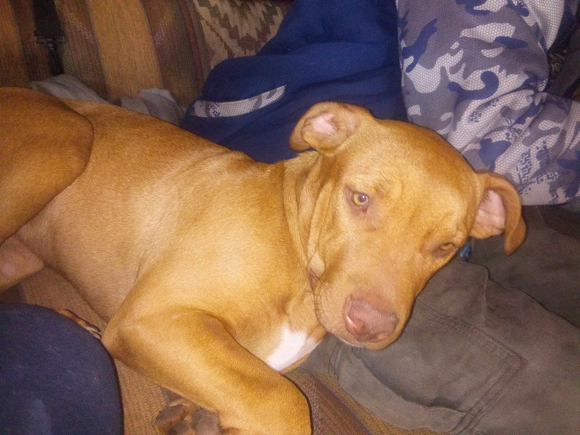 Monna Lissa is registered to the contest to win money with this photo: dog, brown_dog, couch, blanket, indoor, pet, relaxed, sleepy, fur, ears, nose, paw, resting, comfort, closeup, animal, mammal, domestic_animal, laying, canine